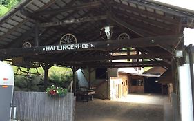 Haflingerhof Luef